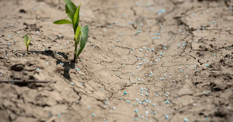 Agricultores recurren a la orina humana como alternativa ante la escasez de fertilizantes