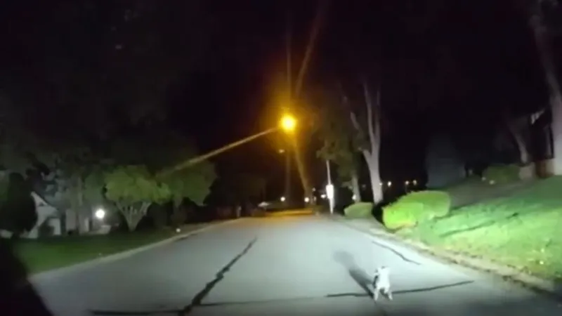 Su dueño cayó al suelo y el perro salió a buscar ayuda