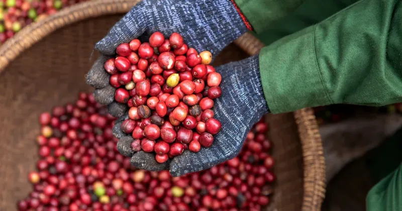 Oro, petróleo, café y cacao: los pronósticos de precios de Citi para el segundo semestre