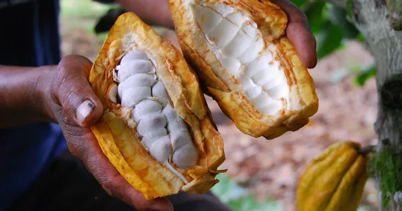 Las razones tras la insólita caída en el precio del cacao ecuatoriano en 2026
