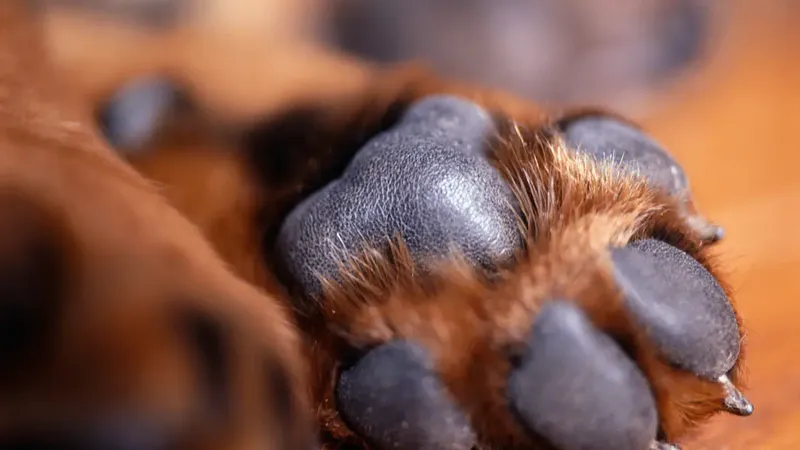 ¿Por qué las patas de tu perro huelen a “chetitos”?