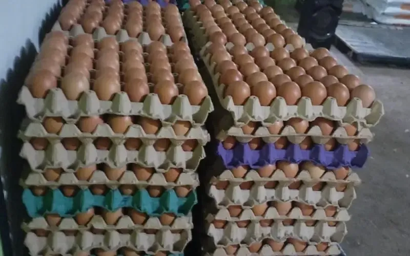 Producción de huevo a mayo 2026