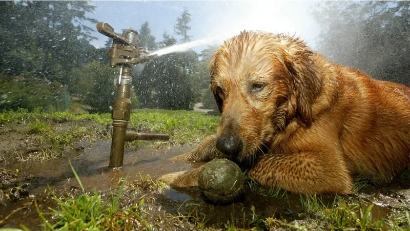 Alertan de un peligro para las mascotas durante el calor extremo en Europa