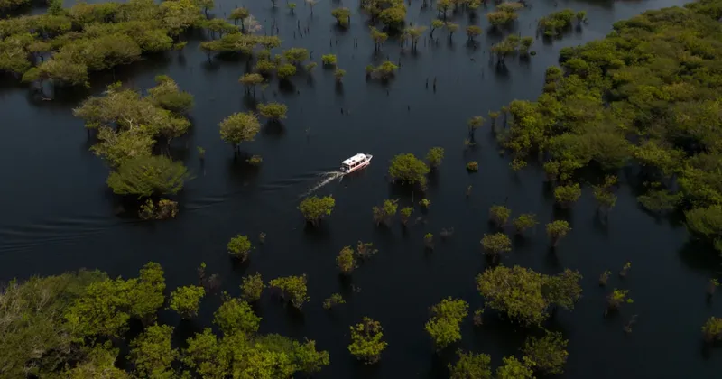 ¿Pueden un agricultor y una empresa emergente obtener beneficios salvando el Amazonas?