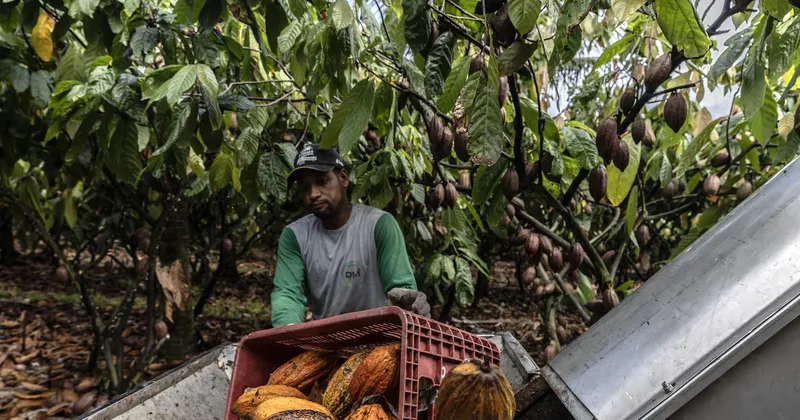 ¿Un chocolate más caro? El regreso del fenómeno de El Niño amenaza al mercado del cacao