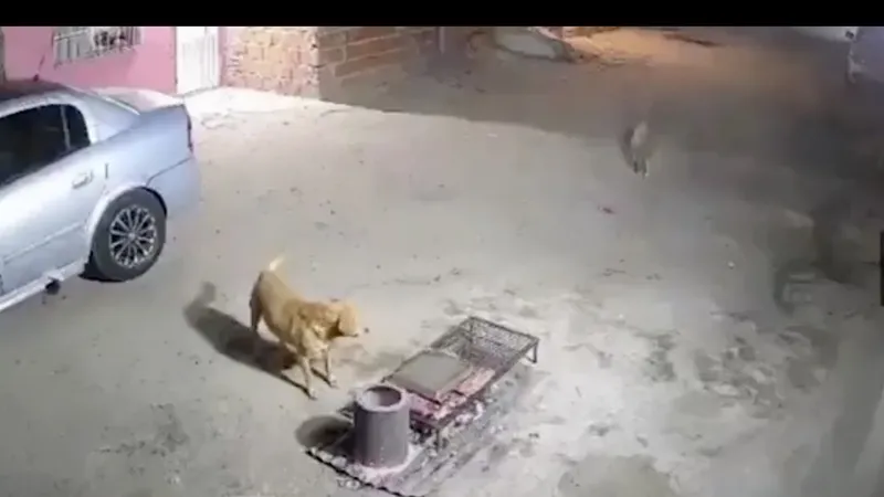 Dejaron la parrilla sola y los perros hicieron de las suyas