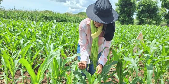 Siembra de maíz de postrera alcanza 27,400 manzanas en Nicaragua