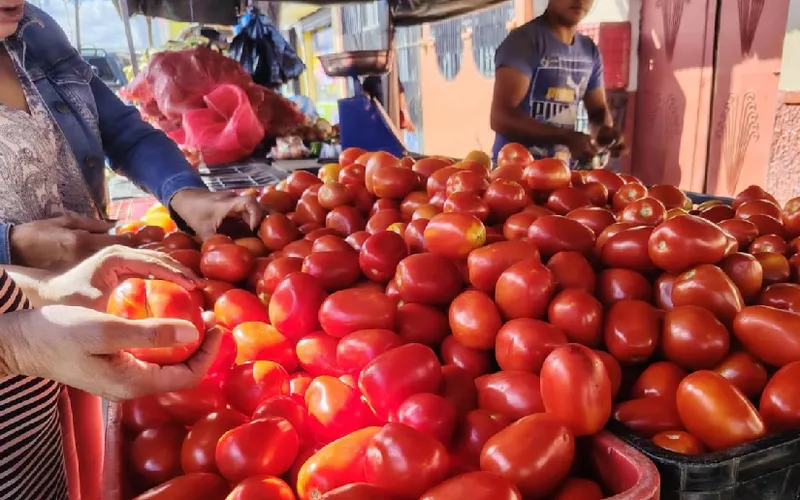 Cosecha de tomate a julio 2026
