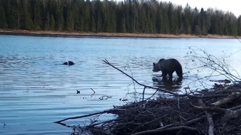 SORPRENDENTE VIDEO: Oso pone fin a pelea de castores