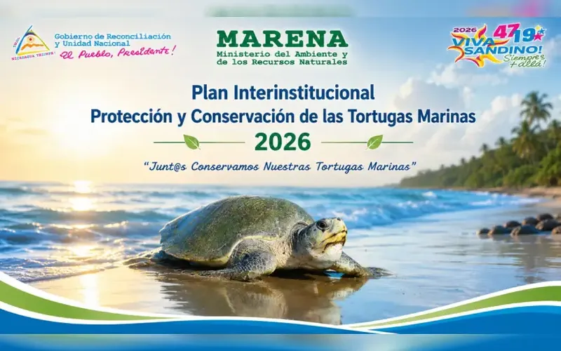 Conservación de tortugas marinas