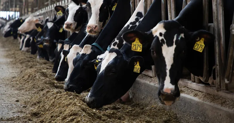 ¿El secreto de una leche más rica? Los ganaderos están apostando por esta soja