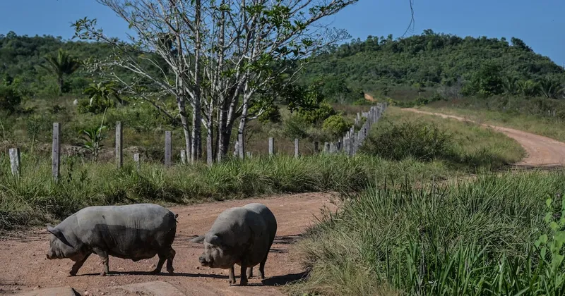 Mayor exportador de cerdo de Brasil expande producción para atender demanda de Asia
