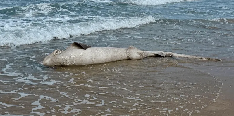 Casi 30 tiburones aparecen muertos en una playa de Nueva Jersey