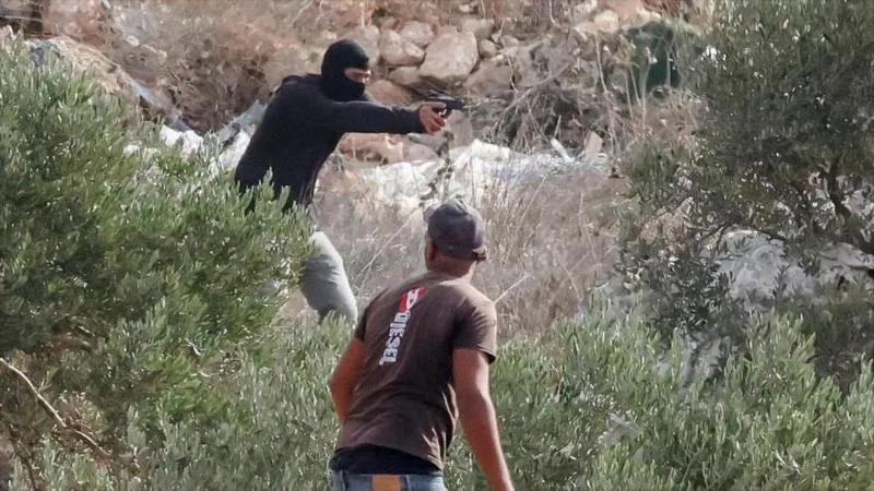 Colonos sionistas agreden a palestinos en Cisjordania durante la cosecha de aceitunas