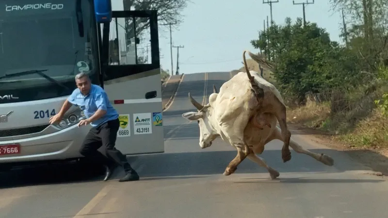 Un hombre enfrenta un toro que bloqueaba la pasada en la carretera