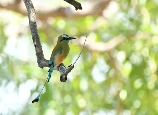 Nicaragua registra 247 especies en avistamiento nacional de aves migratorias