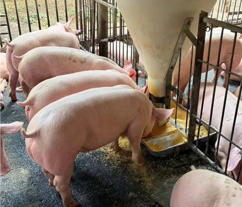 Producción de carne de cerdo alcanza 19.8 millones de libras en 2026