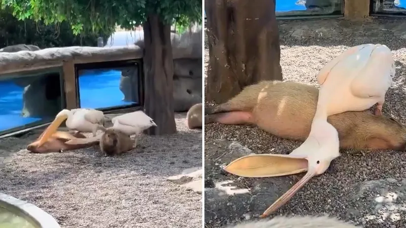VIDEO: Insólita 'caza' termina con una siesta sobre la 'víctima'