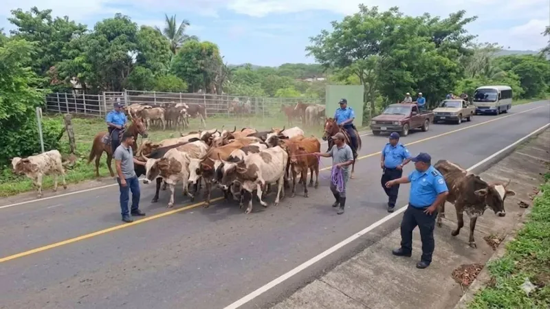 Alcaldía de Acoyapa resguarda 16 semovientes encontrados en la carretera