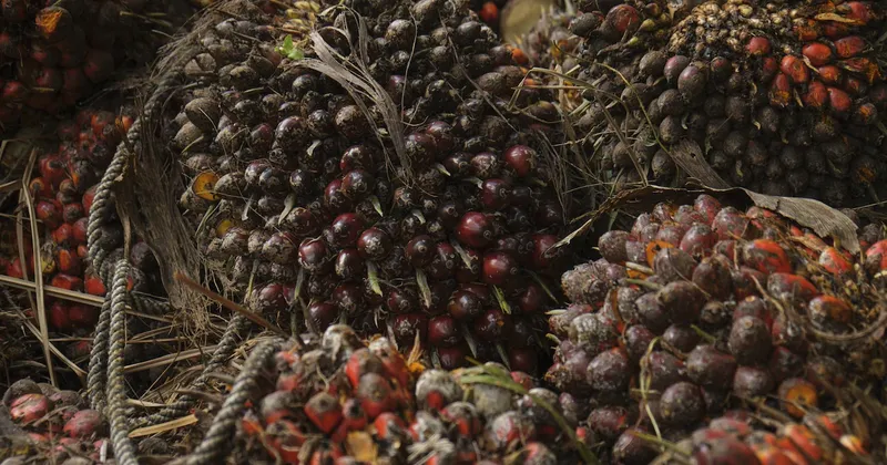 La UE eximirá los derivados del aceite de palma y de la soja de su ley contra la deforestación