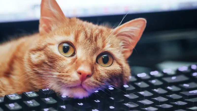 Los atajos de teclado para Mac y PC que aprendí de mi gato