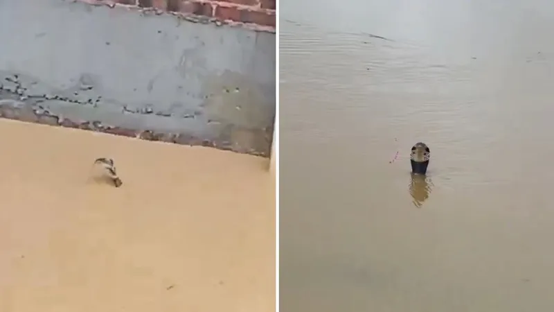 ¡Casi 900 serpientes escaparon de una granja y desataron el pánico!