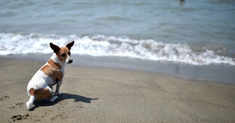 Perros de millennials se convierten en los nuevos clientes estrella de hoteles de lujo