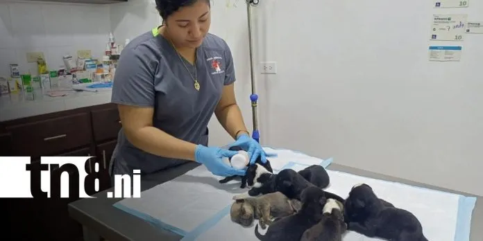 ¿Qué es el maltrato animal y cuáles son nuestras responsabilidades con las mascotas?