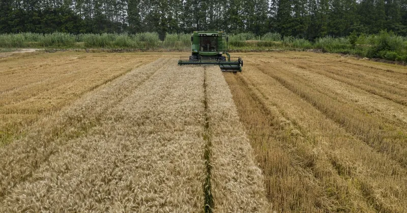 China alerta por lluvias intensas que ponen en riesgo cultivos de arroz