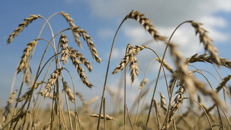 El precio del trigo renueva el máximo desde mayo de 2024