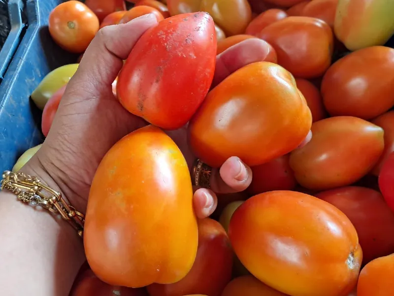 Producción de tomate en septiembre 2026