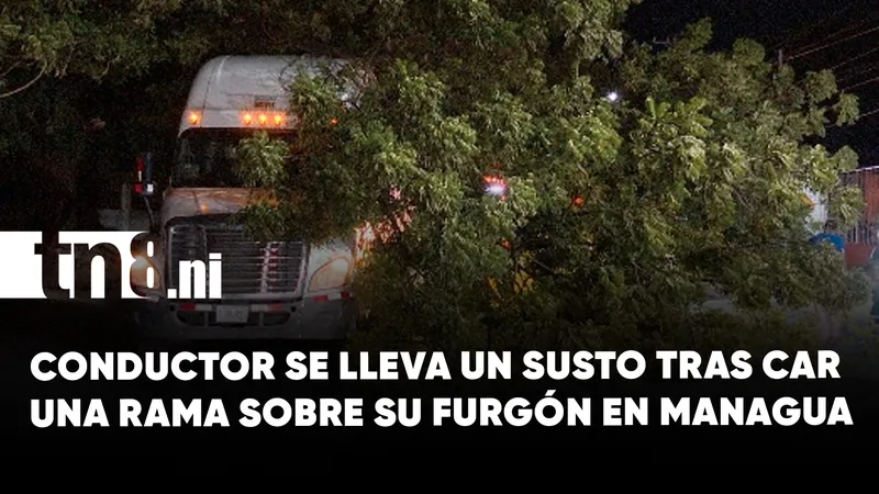 Enorme rama de árbol cae sobre furgón en el barrio Cuba de Managua