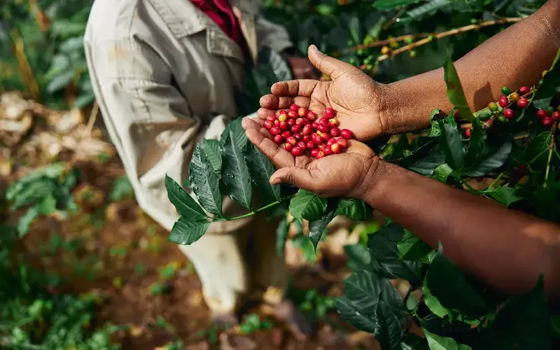Café nicaragüense rompe récord: 14 mil dólares por quintal y presencia en 57 mercados internacionales