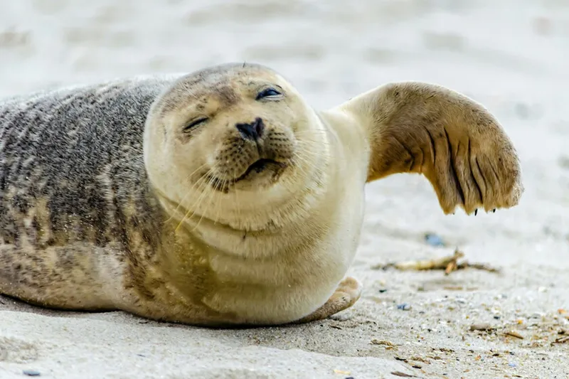 En 1971 un acuario de EEUU acogió una foca huérfana. Cinco años después empezó a hacer algo: hablar en inglés