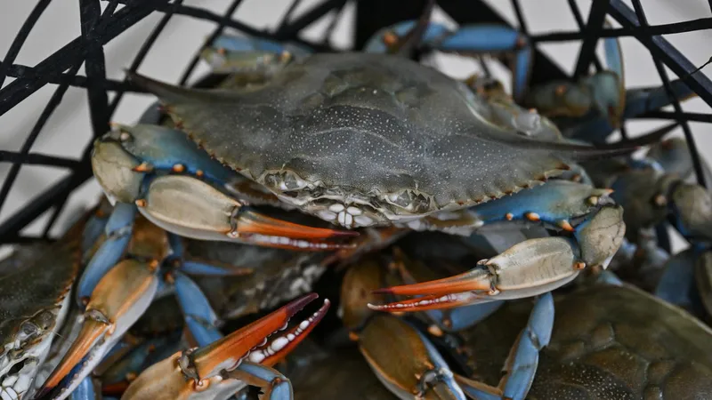 Italia lanza un 'ejército' de pulpos contra una especie marina invasora