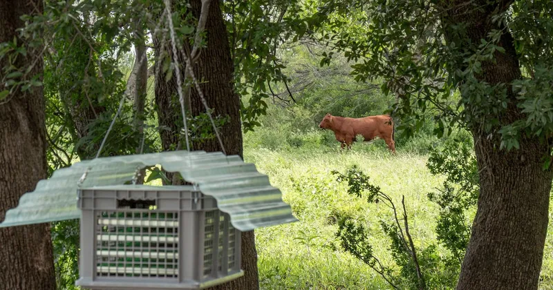 La lucha contra el gusano barrenador en EE.UU. sigue limitada mientras el brote avanza en Texas