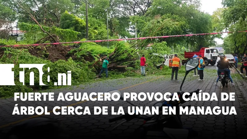 Árbol cae tras fuerte aguacero y complica el tránsito en Managua