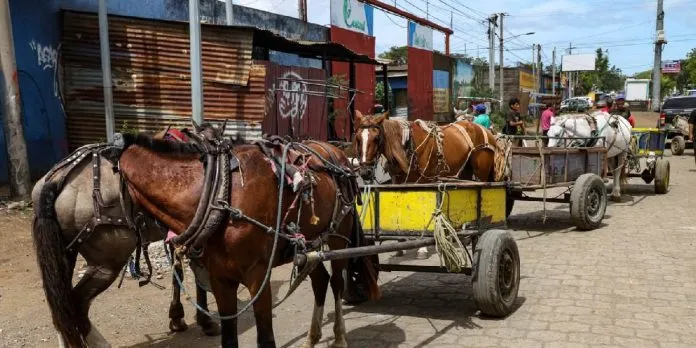 Managua entrega carnés a carretoneros para reforzar el control del sector