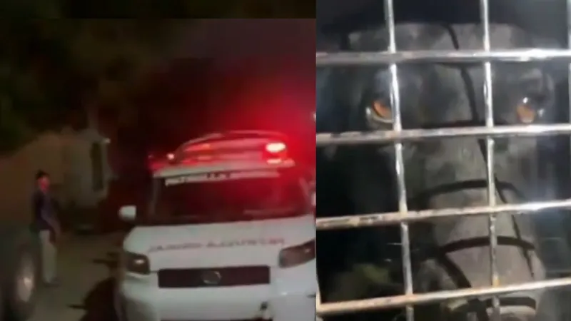 Perrita sobrevive tras arrojarle agua hirviendo; Fiscalía ya detuvo a la agresora