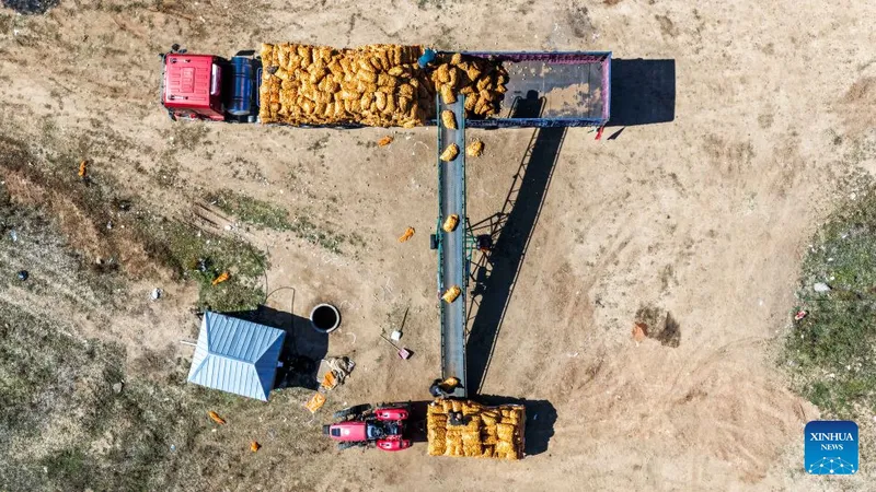 Comienza la cosecha de papas en Wuchuan, Mongolia Interior