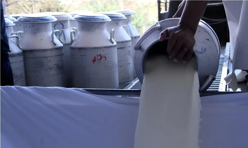 Nicaragua alcanza 216 millones de galones de leche producidos hasta julio de 2026