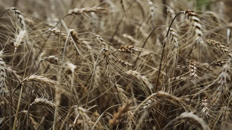Rusia dispara sus envíos de alimentos a Sudamérica