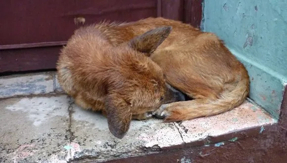 Por el bienestar animal»