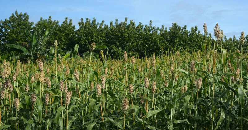 Agricultores estadounidenses se enfrentan a un nuevo desafío para sus cultivos debido al auge del sorgo en Brasil