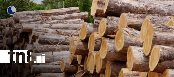 De Nicaragua al mundo: la madera de teca gana terreno en mercados internacionales