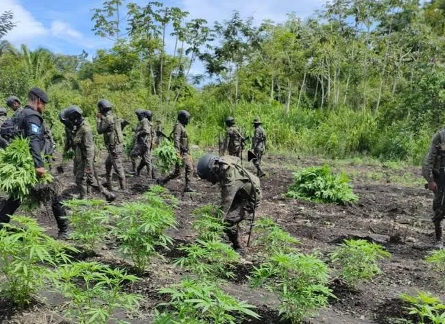 Eliminan más de 23 mil plantas de marihuana en Petén, Guatemala