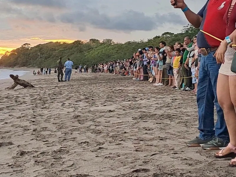 968 tortuguillos paslama llegan al mar con apoyo de más de 300 turistas en Chacocente