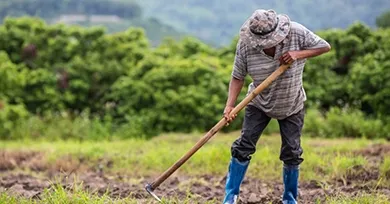 BCN confirma impacto de El Niño en la producción de Nicaragua