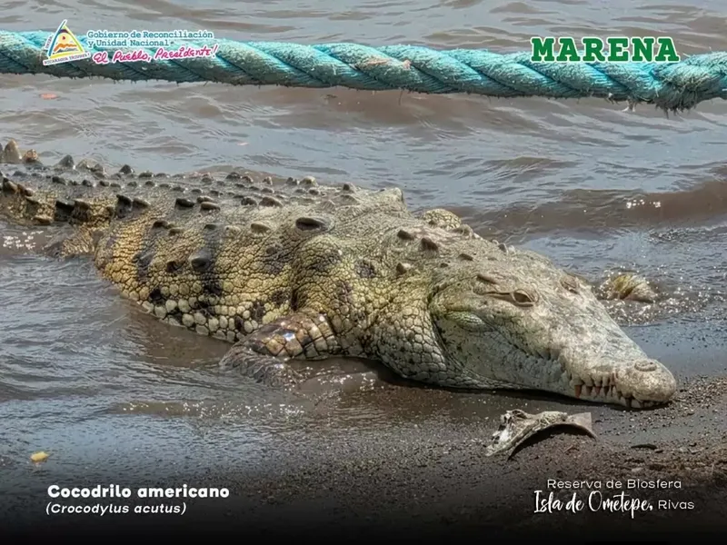Divisan hermoso Cocodrilo tomando el sol en puerto de Moyogalpa, Isla de Ometepe