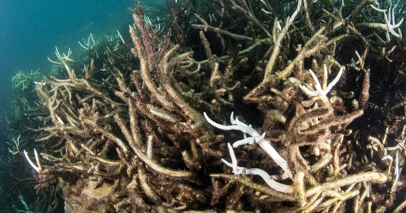 La ONU alerta sobre una “crisis profunda” en los océanos por clima, contaminación y sobrepesca